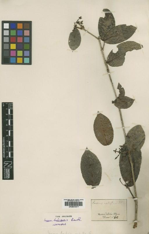 Ixora bahiensis Benth. - BM000796377