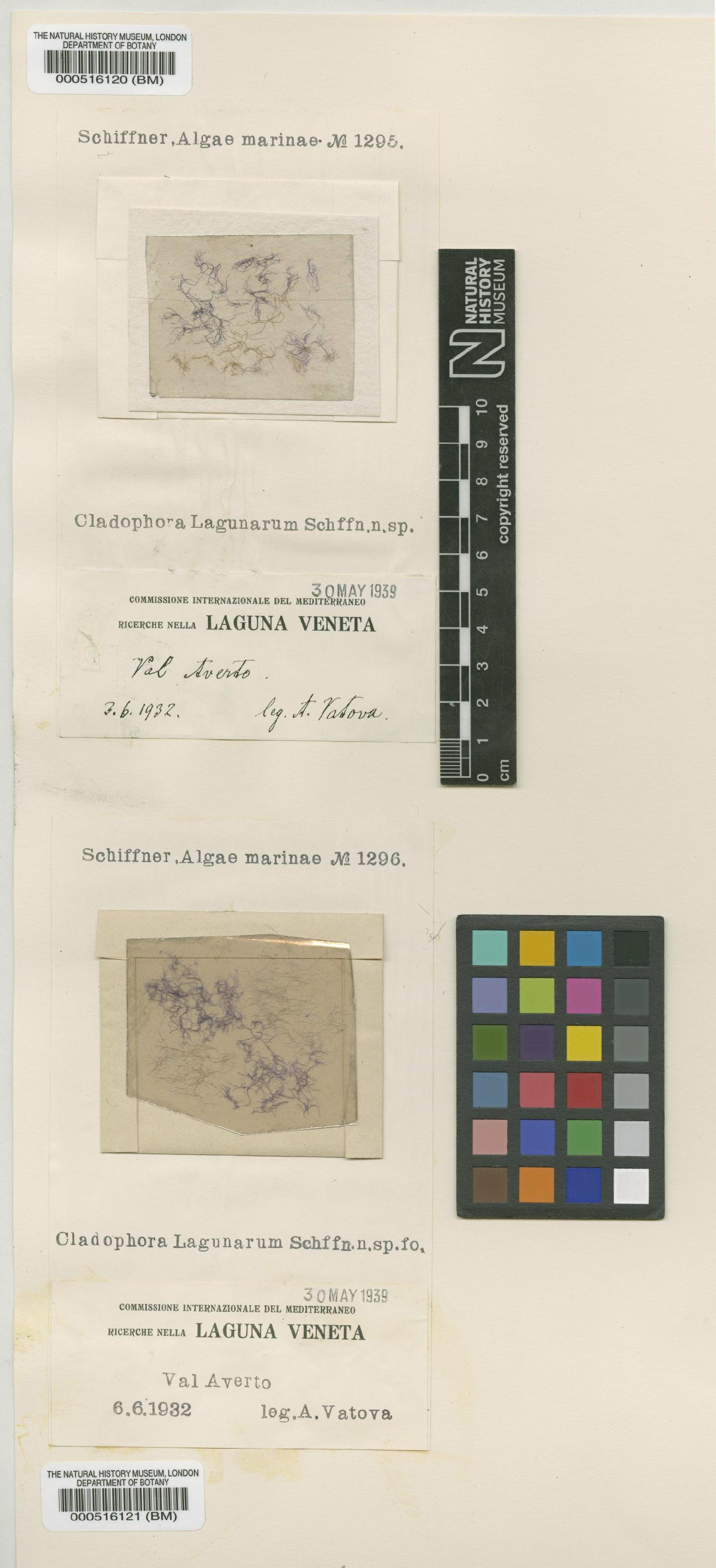 To NHMUK collection (Cladophora lagunarum Schiffn.; Type; NHMUK:ecatalogue:4830389)