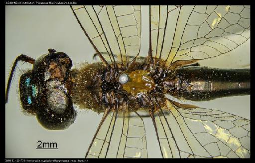 Hemicordulia cupricolor Fraser, 1927 - BMNHE_1201779-Hemicordulia_cupricolor-allotype-dorsal_head_thorax-1x