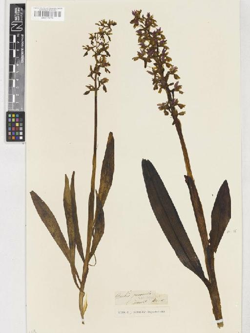 Orchis mascula (L.) L. - BM001110782