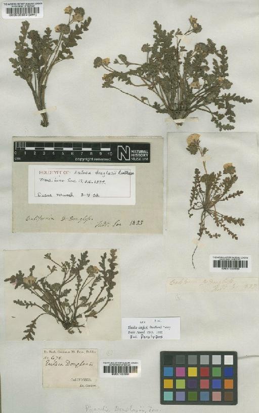 Phacelia douglasii (Benth.) Torr - BM000502823