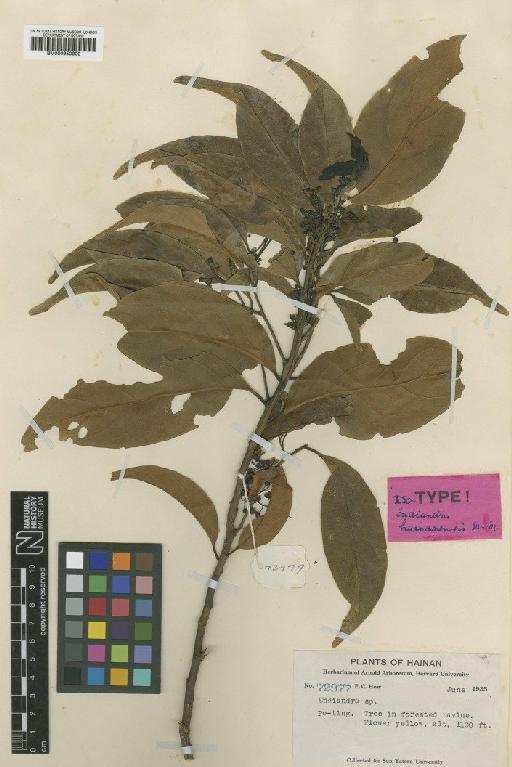 Endiandra hainanensis Merr. & Metcalf - BM000950900