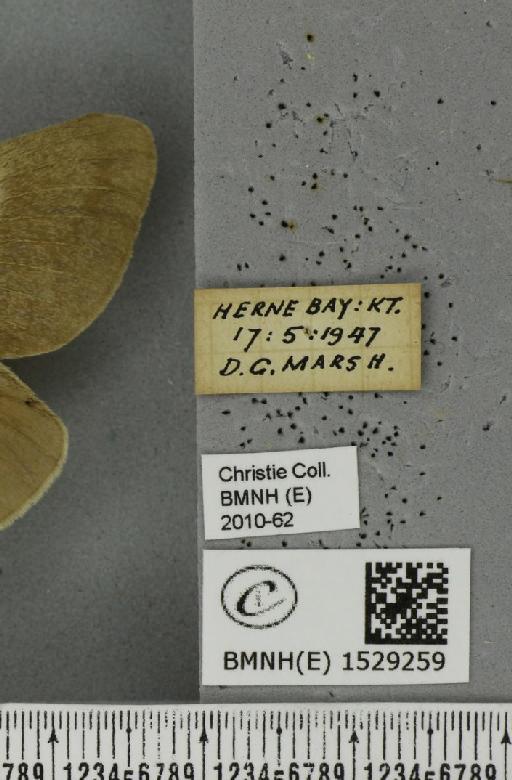 Macrothylacia rubi (Linnaeus, 1758) - BMNHE_1529259_label_196707