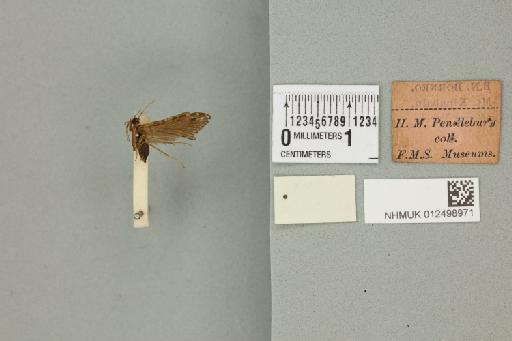 Hydromanicus formosus Banks, 1931 - 012498971_reverse