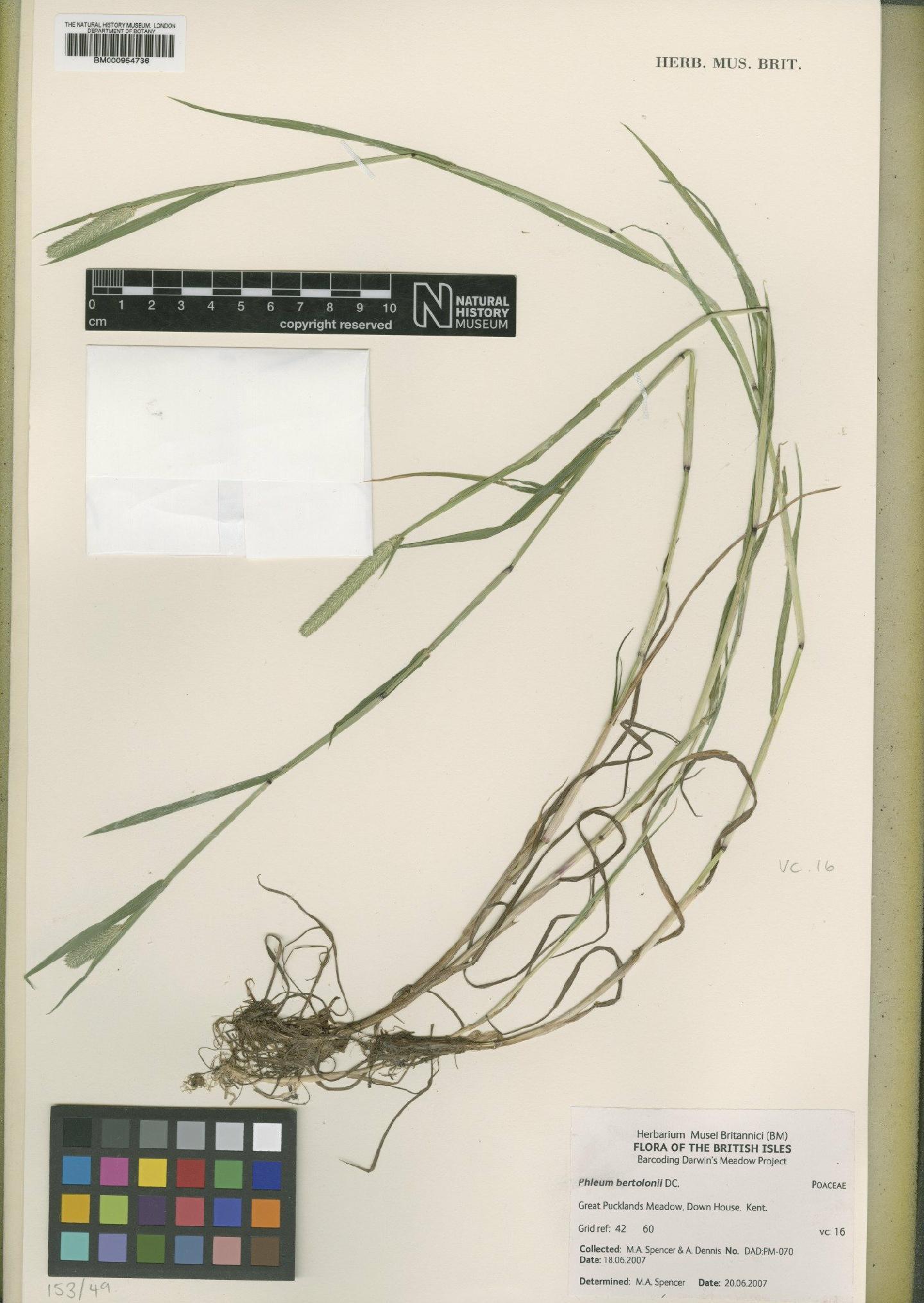 To NHMUK collection (Phleum bertolonii DC.; NHMUK:ecatalogue:2293137)