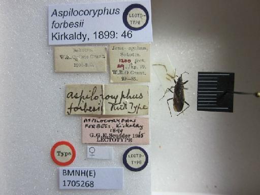 Aspilocoryphus forbesii Kirkaldy, 1899 - Aspilocoryphus forbesii-BMNH(E)1705268-Lectotype Female Labels