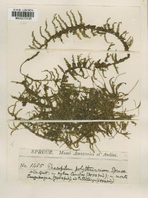 Racopilum polythrincium Spruce ex Mitt. - BM000723085