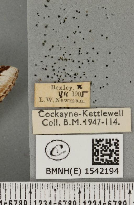 Pheosia gnoma (Fabricius, 1777) - BMNHE_1542194_label_245916