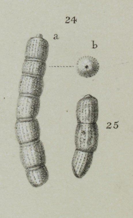 To NHMUK collection (Peneroplis lituus Gmelin; NHMUK:ecatalogue:3092915)