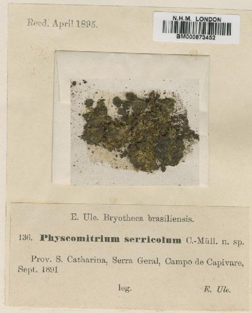 Funaria serricola (Müll.Hal.) Broth. - BM000873452