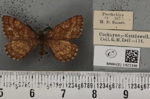 Ematurga atomaria (Linnaeus, 1758) - BMNHE_1923398_487982