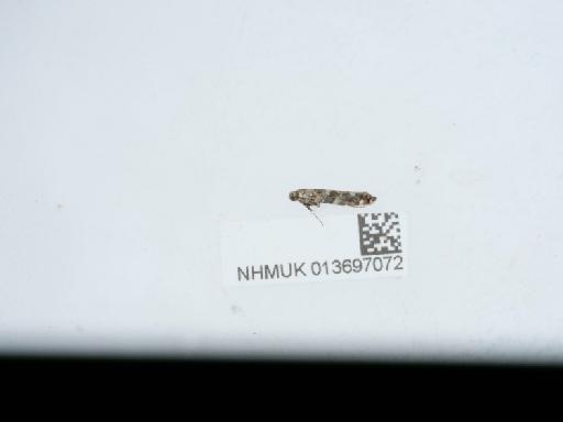 Gracillaria syringella (Fabricius, 1794) - 013697072_3