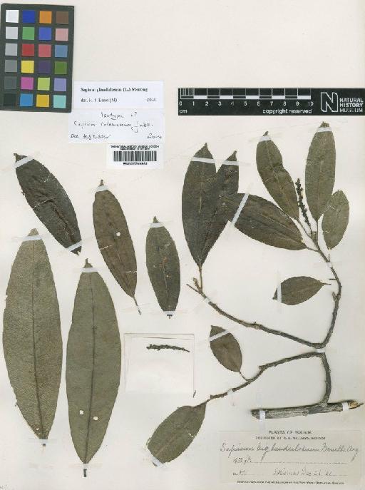 Sapium glandulosum (L.) Morong - BM000799951