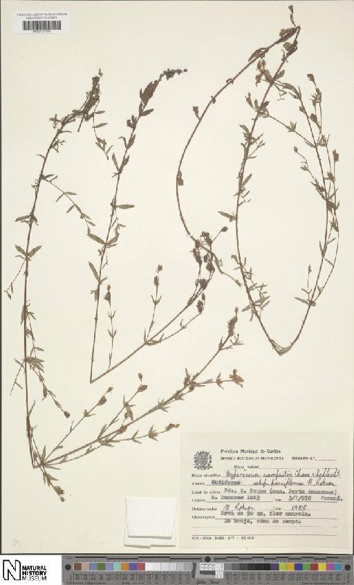 Hypericum campestre subsp. pauciflorum N.Robson - BM001207299
