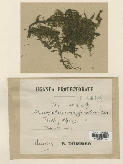 Racopilum marginatum Dixon - BM000667110