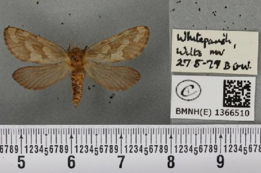 Phymatopus hecta (Linnaeus, 1758) - BMNHE_1366510_186780