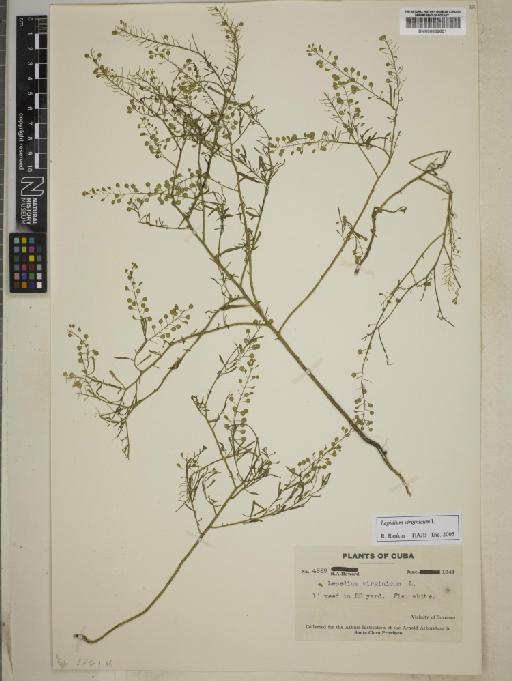 Lepidium virginicum L. - BM000889601