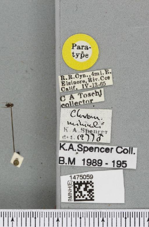 Chromatomyia mimuli Spencer, 1981 - BMNHE_1475059_label_48568