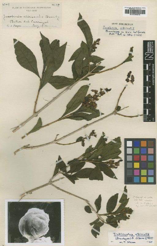 Trybliocalyx albicaulis (Brandegee) D.N.Gibson - BM000992510