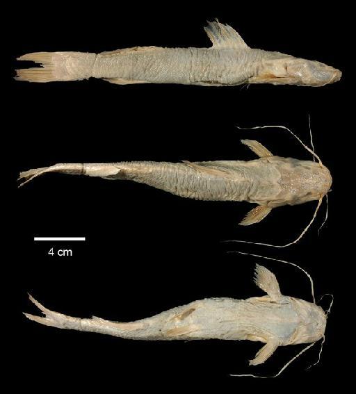 Pimelodus pentlandii Valenciennes in Cuvier & Valenciennes, 1840 - 1862.11.15.11; Pimelodus pentlandii; type; ACSI Project image