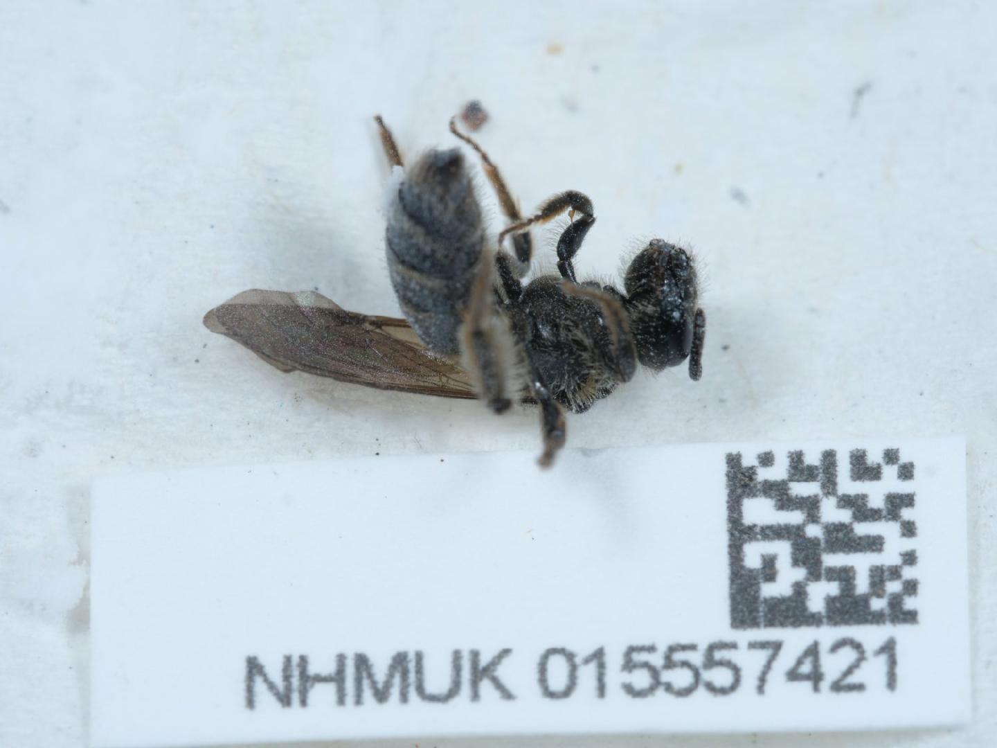 Andrena coitana thumbnail