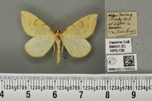 Gandaritis pyraliata (Denis & Schiffermüller, 1775) - BMNHE_1762018_345616