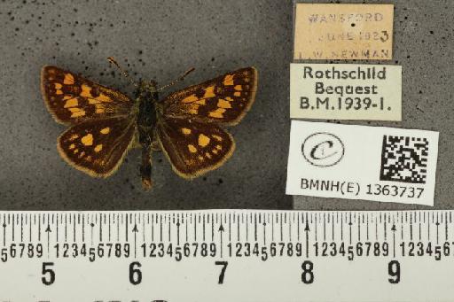 Carterocephalus palaemon (Pallas, 1771) - BMNHE_1363737_176002