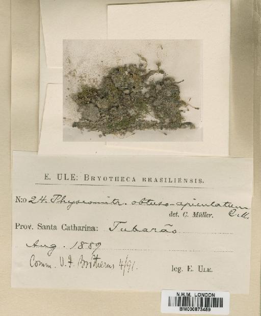 Funaria obtuso-apiculata (Müll.Hal.) Broth. - BM000873459