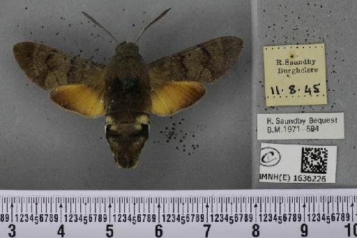 Macroglossum stellatarum (Linnaeus, 1758) - BMNHE_1636226_205939