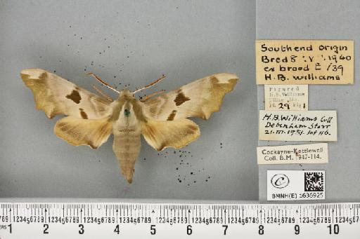 Mimas tiliae ab. bimaculata Clark, 1891 - BMNHE_1636925_204244