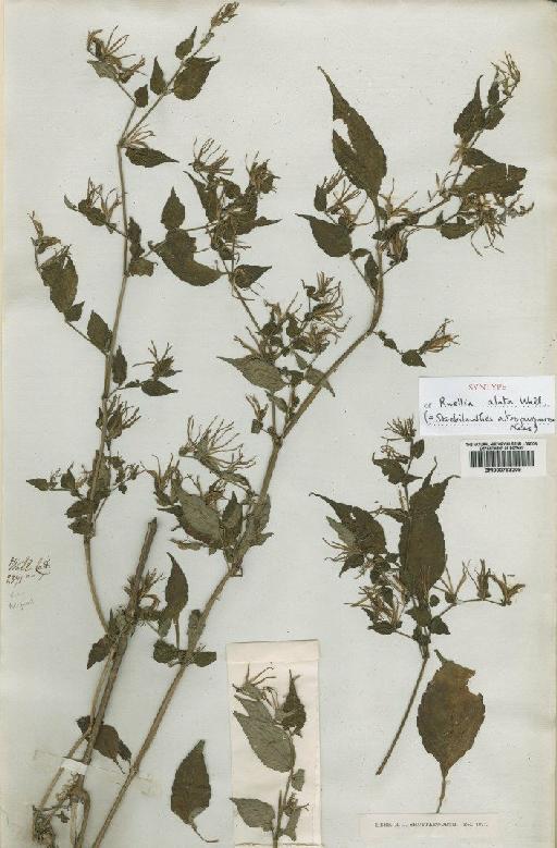 Strobilanthes atropurpurea Nees - BM000793209