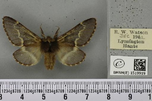 Poecilocampa populi (Linnaeus, 1758) - BMNHE_1519919_189234
