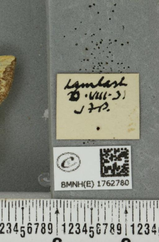 Eulithis populata (Linnaeus, 1758) - BMNHE_1762780_a_label_344306