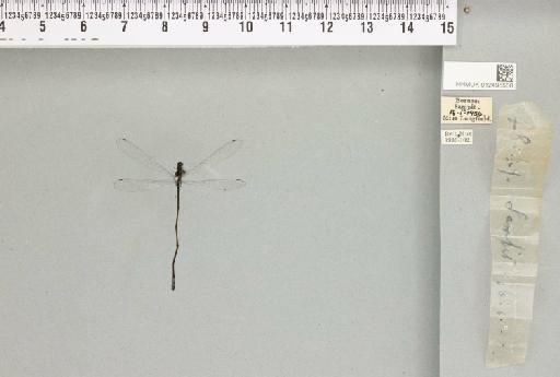 Pseudagrion microcephalum (Rambur, 1842) - 012495500_804247_1256666_2