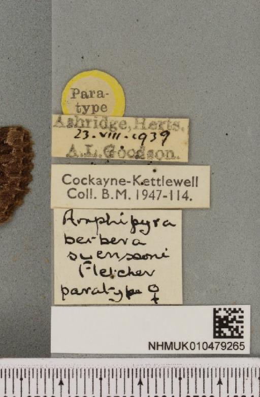 Amphipyra berbera svenssoni Fletcher, D.S., 1968 - NHMUK_010479265_label_571660