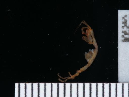 Caprella septentrionalis parvorder Caprellidira Krøyer, 1838 - 014444907_1