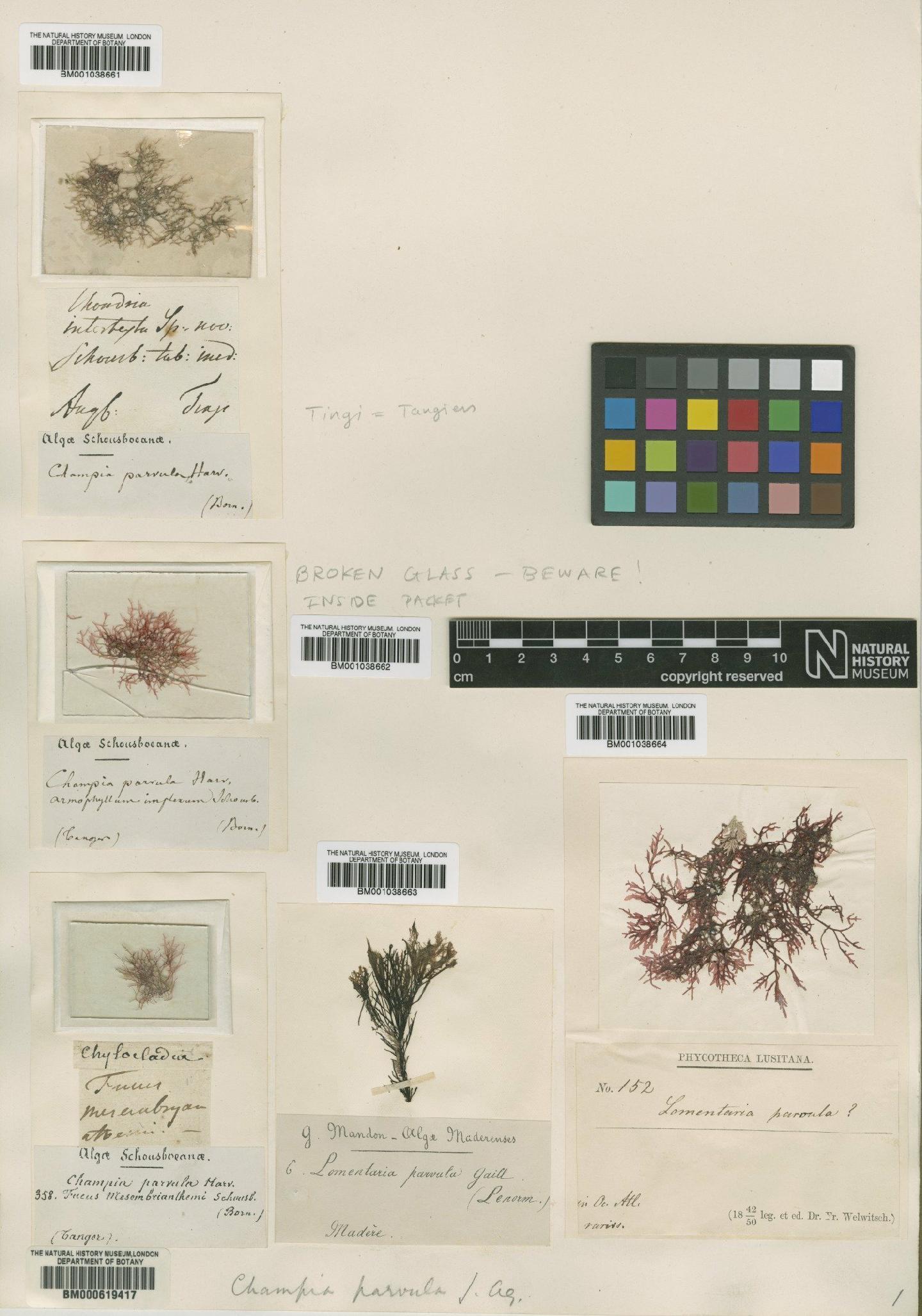 To NHMUK collection (Champia parvula (C.Agardh) Harv.; Non-Type; NHMUK:ecatalogue:631546)
