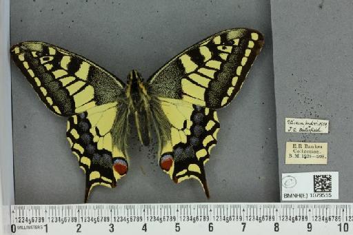 Papilio machaon britannicus Seitz, 1907 - BMNHE_1079555_64943