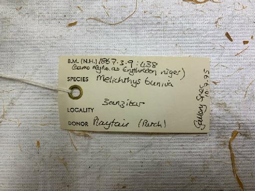 Balistes niger Park, 1794 - BMNH 1867.3.9.438, Melichthys buniva, label