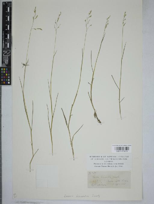 Leersia hexandra Sw. - 011026680