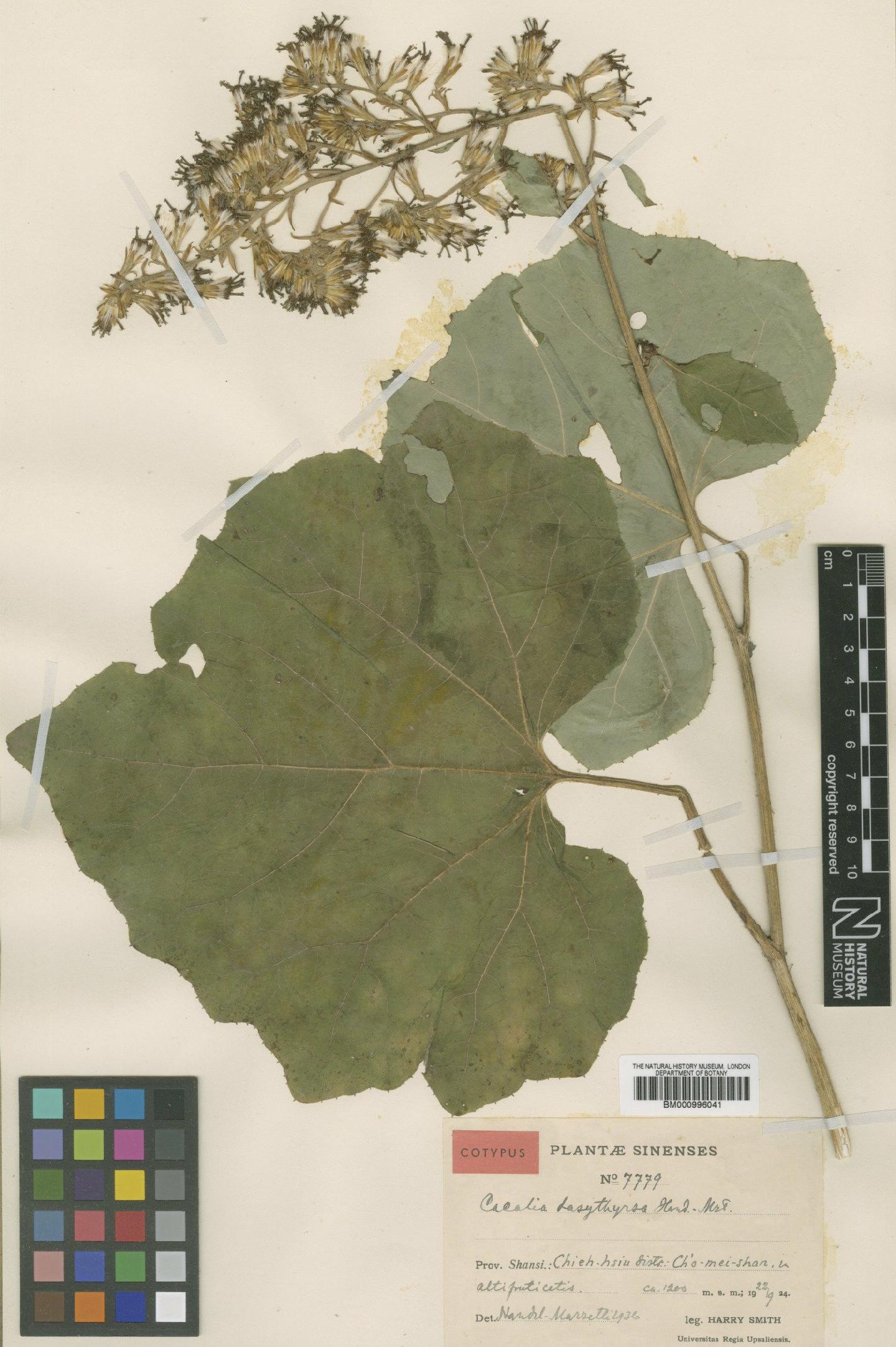 To NHMUK collection (Cacalia dasythyrsa Hand.-Mazz.; Type; NHMUK:ecatalogue:475202)