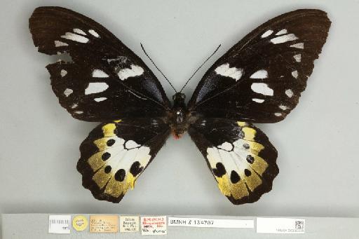 Ornithoptera meridionalis tarunggarensis Joicey & Talbot, 1926 - 013605538__