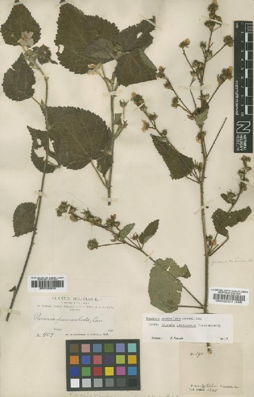 Pavonia paniculata Cav. - BM000939065