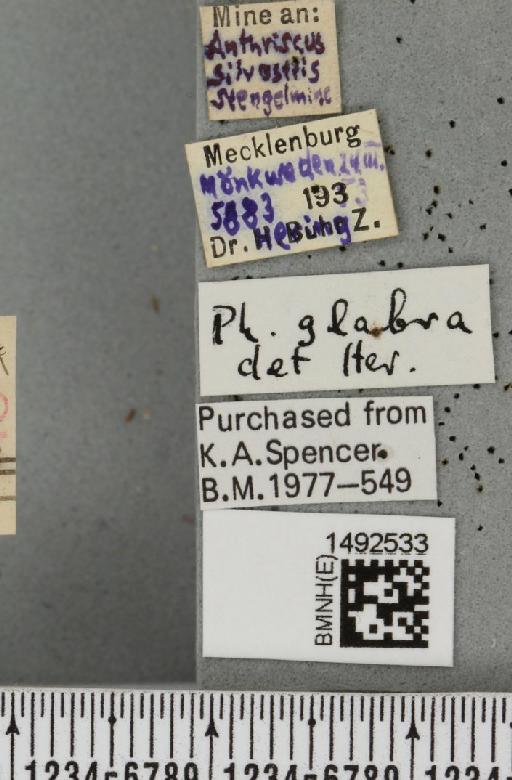 Napomyza glabra (Hendel, 1935) - BMNHE_1492533_label_54252