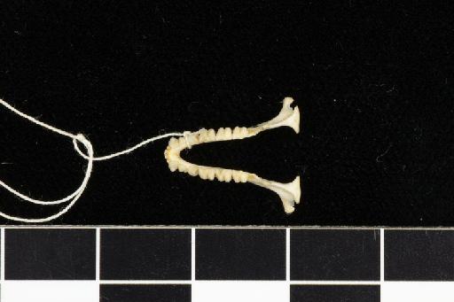 Rhinolophus edax Andersen, 1918 - 1907_4_18_1-Rhinolophus_edax-Holotype-Skull-mandibles-occlusal