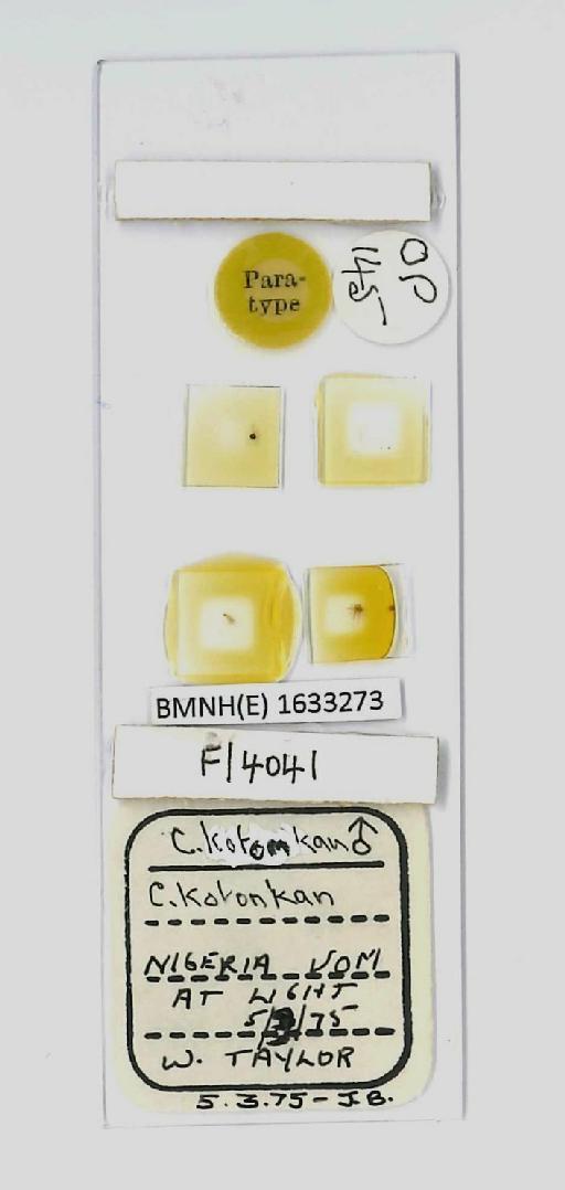 Culicoides kotonkan Boorman & Dipeolu, 1979 - Culicoides_kotonkan-1633273-slide