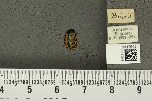 Calligrapha (Calligrapha) polyspila (Germar, 1821) - BMNHE_1317643_17485