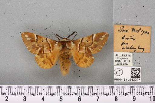 Endromis versicolora (Linnaeus, 1758) - BMNHE_1642227_240190