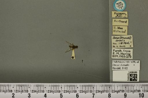 Bactrocera (Bactrocera) dorsalis (Hendel, 1912) - BMNHE_1435585_29576