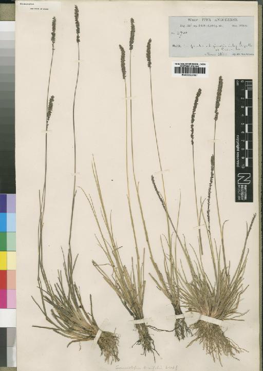 Sacciolepis brevifolia Stapf - BM000923157